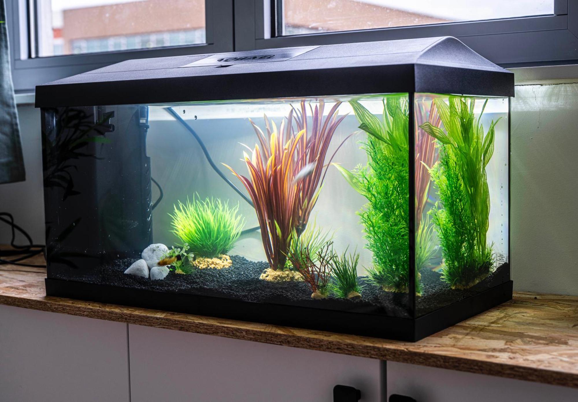 Studio Chaleureux Avec Aquarium Daire Marcq-en-Baroeul Dış mekan fotoğraf